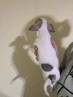 Girl 2, a female Chihuahua for sale in Murphy, NC – 2 of 3