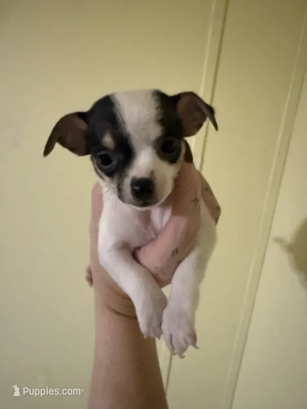 Boy 1 – Chihuahua puppy for sale in Murphy, NC