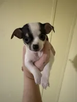 Boy 1, a male Chihuahua for sale in Murphy, NC – 1 of 5