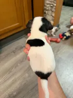 Boy 1, a male Chihuahua for sale in Murphy, NC – 4 of 5