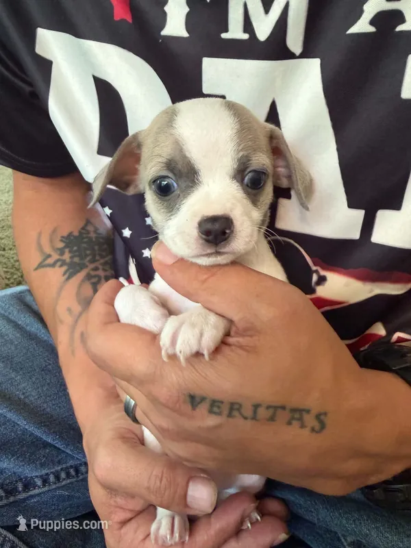Girl 2 – Chihuahua puppy for sale in Murphy, NC