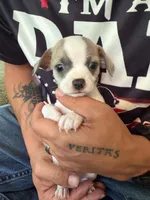 Girl 2, a female Chihuahua for sale in Murphy, NC – 1 of 3