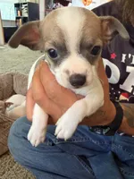 Girl 3, a female Chihuahua for sale in Murphy, NC – 4 of 4