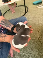 Girl 1, a female Chihuahua for sale in Murphy, NC – 2 of 5