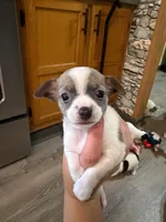 Girl 3, a female Chihuahua for sale in Murphy, NC – 2 of 4