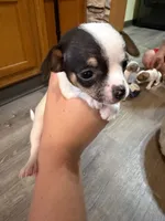 Boy 1, a male Chihuahua for sale in Murphy, NC – 3 of 5