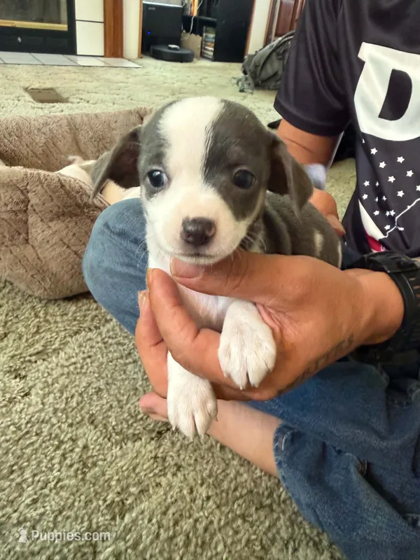 Girl 1 – Chihuahua puppy for sale in Murphy, NC
