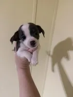 Girl 1, a female Chihuahua for sale in Murphy, NC – 3 of 5