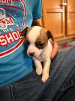 Boy 2, a male Chihuahua for sale in Murphy, NC – 2 of 4
