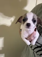 Girl 2, a female Chihuahua for sale in Murphy, NC – 3 of 3