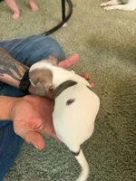 Girl 3, a female Chihuahua for sale in Murphy, NC – 3 of 4