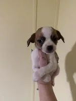 Boy 2, a male Chihuahua for sale in Murphy, NC – 1 of 4