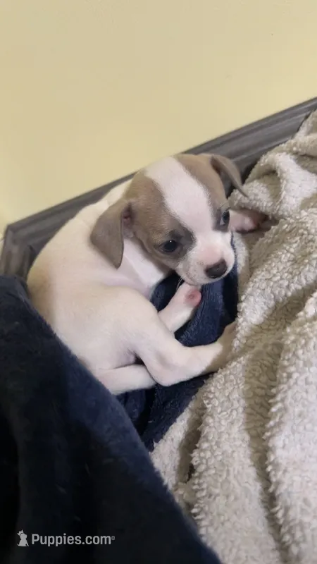 Girl 3 – Chihuahua puppy for sale in Murphy, NC