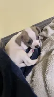 Girl 3, a female Chihuahua for sale in Murphy, NC – 1 of 4