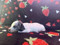 Delphie, a female Miniature Dachshund for sale in Summersville, MO – Photo 2 of 3