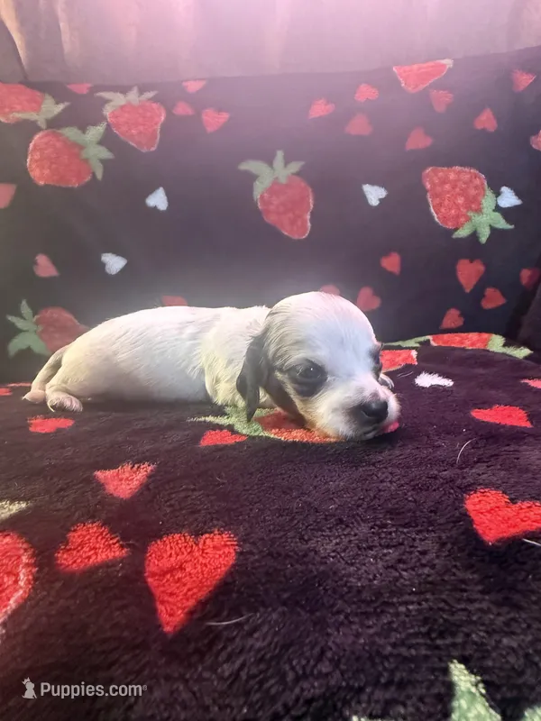 Delphie, a female Miniature Dachshund for sale in Summersville, MO – Photo 1 of 3