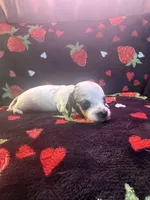 Delphie, a female Miniature Dachshund for sale in Summersville, MO – Photo 1 of 3