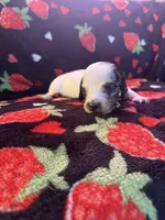 Delphie, a female Miniature Dachshund for sale in Summersville, MO – Photo 3 of 3