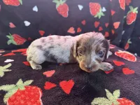 Mossy , a male Miniature Dachshund for sale in Summersville, MO – Photo 2 of 4
