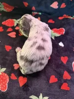 Mossy , a male Miniature Dachshund for sale in Summersville, MO – Photo 4 of 4