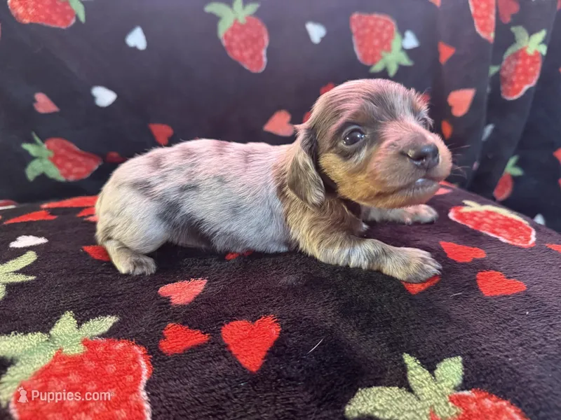 Mossy  – Miniature Dachshund puppy for sale in Summersville, MO