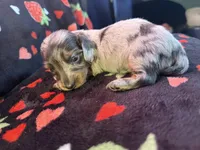 Mossy , a male Miniature Dachshund for sale in Summersville, MO – Photo 3 of 4