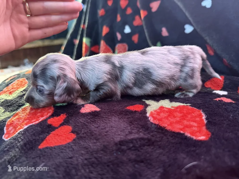 Bluey – Miniature Dachshund puppy for sale in Summersville, MO