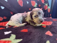 Bluey, a male Miniature Dachshund for sale in Summersville, MO – Photo 2 of 3