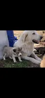Alaska, a female Australian Shepherd and Great Pyrenees for sale in Hendrix, OK – Photo 2 of 2