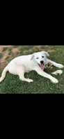 Sister, a female Anatolian Shepherd Dog and Great Pyrenees for sale in Hendrix, OK – 3 of 4