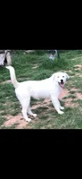 Sister, a female Anatolian Shepherd Dog and Great Pyrenees for sale in Hendrix, OK – 4 of 4