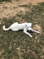 Sister, a female Anatolian Shepherd Dog and Great Pyrenees for sale in Hendrix, OK – 2 of 4
