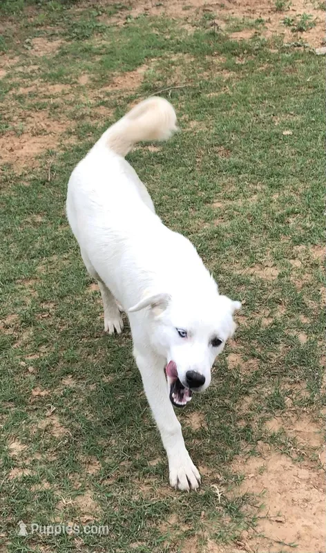 Sister – Anatolian Shepherd Dog, Great Pyrenees puppy for sale in Hendrix, OK