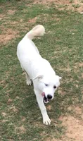 Sister, a female Anatolian Shepherd Dog and Great Pyrenees for sale in Hendrix, OK – 1 of 4