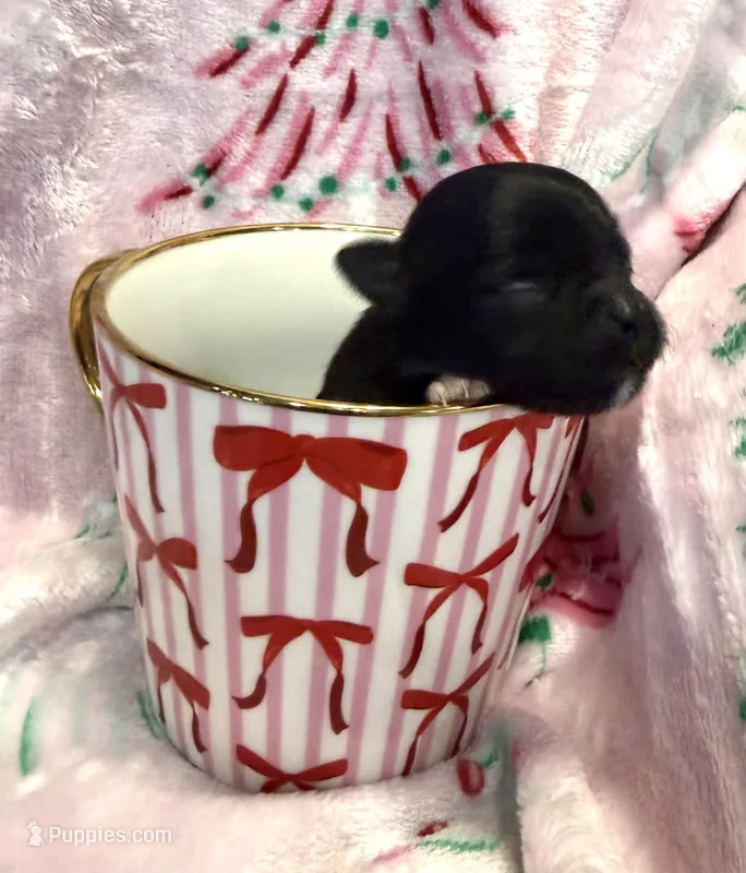 Super tiny Shadow – Chihuahua puppy for sale in Hendrix, OK