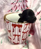 Super tiny Shadow, a male Chihuahua for sale in Hendrix, OK – 1 of 3