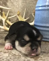 Reba, a female Chihuahua and Pekingese for sale in Hendrix, OK – 2 of 4