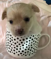 Jake, a male Chihuahua for sale in Hendrix, OK – 2 of 3