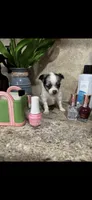Tiny, tiny, tiny LH, a male Chihuahua for sale in Hendrix, OK – 5 of 7