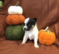 Tiny Gabe, a male Chihuahua for sale in Hendrix, OK – 2 of 10