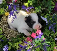 Jed, a male Chihuahua for sale in Hendrix, OK – 3 of 4
