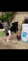 Tiny, tiny, tiny shadow (LH), a male Chihuahua for sale in Hendrix, OK – 9 of 10