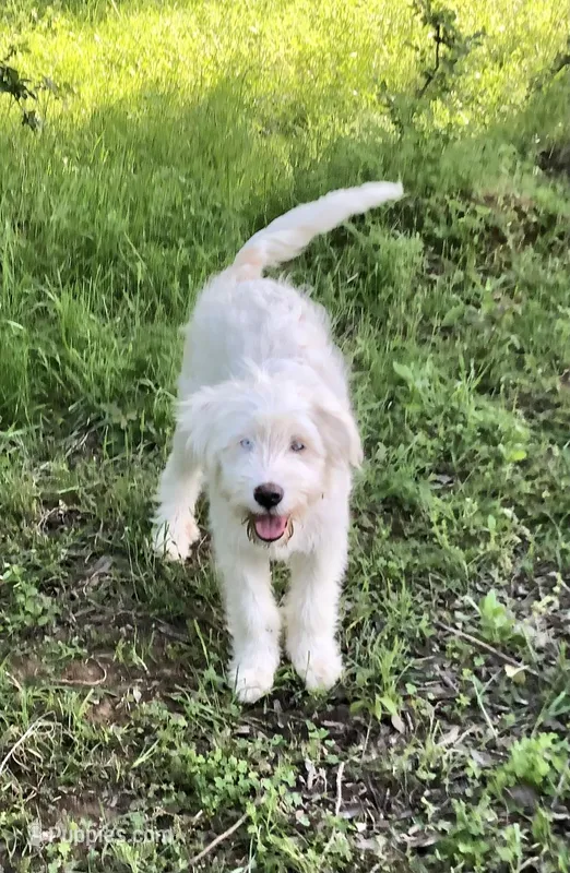 Blanket, a female Great Pyrenees and Poodle - Standard  for sale in Hendrix, OK – Photo 1 of 2