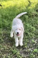 Blanket, a female Great Pyrenees and Poodle - Standard  for sale in Hendrix, OK – Photo 1 of 2