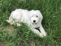 Blanket, a female Great Pyrenees and Poodle - Standard  for sale in Hendrix, OK – Photo 2 of 2