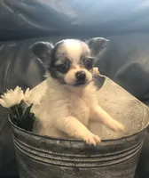 Tiny, tiny, tiny LH, a male Chihuahua for sale in Hendrix, OK – 1 of 7
