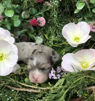 Tiny, Tiny merle merlin LH, a male Chihuahua for sale in Hendrix, OK – Photo 4 of 7