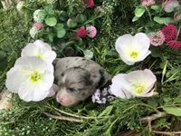 Tiny, Tiny merle merlin LH, a male Chihuahua for sale in Hendrix, OK – Photo 7 of 7