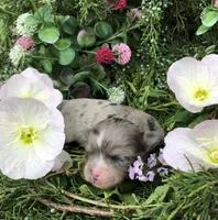 Tiny, Tiny merle merlin LH, a male Chihuahua for sale in Hendrix, OK – Photo 5 of 7