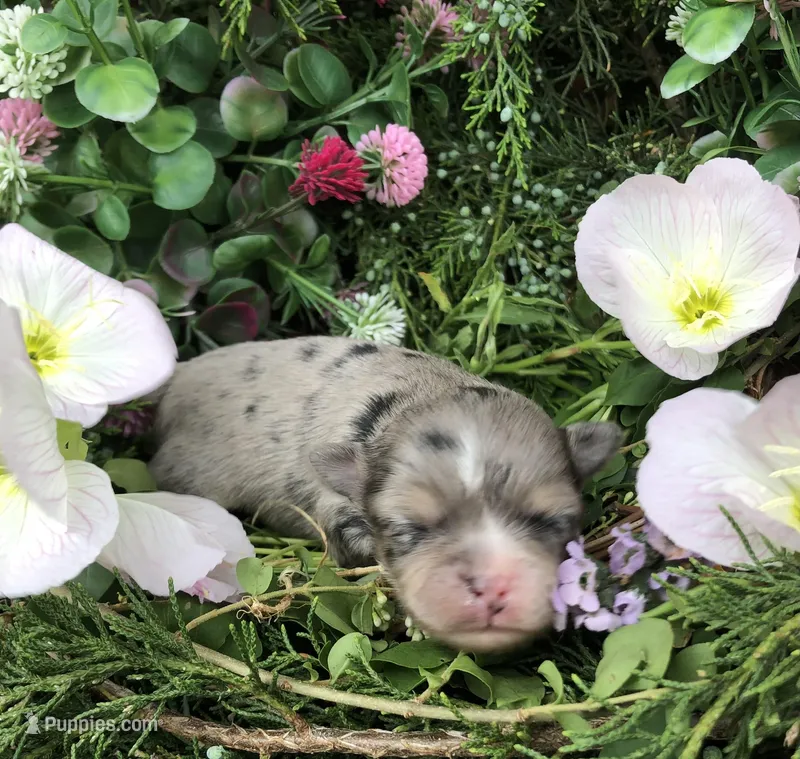 Tiny, Tiny merle merlin LH – Chihuahua puppy for sale in Hendrix, OK